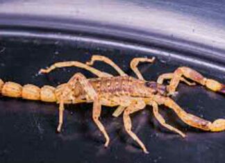 Bicchu ka vish उतारने का मंत्र : बिच्छू का ज़हर उतारने का उपाय Bicchu ka vish