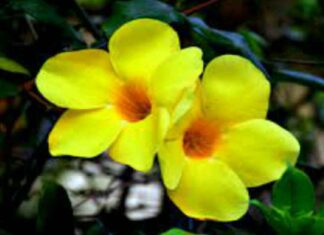 चंपा फुल मोहिनी कैसे सिद्ध की जाती हे? तीव्र चंपा फुल मोहिनी चंपा फुल मोहिनी