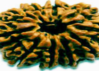 दश मुखी रुद्राक्ष सिद्ध करने का शक्तिशाली मंत्र दश मुखी रुद्राक्ष