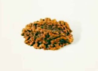 द्वि मुखी रुद्राक्ष सिद्ध करने का शक्तिशाली मंत्र