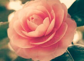 पुष्प वशीकरण मंत्र साधना : पुष्प से कैसे वशीकरण करे? पुष्प वशीकरण मंत्र साधना : पुष्प से कैसे वशीकरण करे?