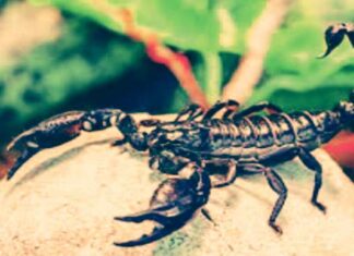 सर्प विष निवारक मंत्र : सर्प बिच्छू विष निवारक शाबर मंत्र