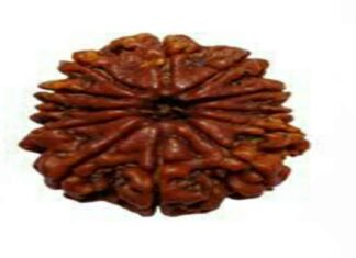 रुद्राक्ष को सिद्ध करने का मंत्र : रुद्राक्ष माला पहेनने के नियम रुद्राक्ष को सिद्ध करने