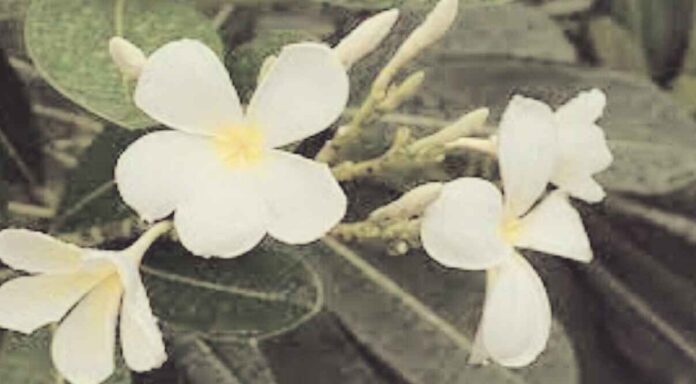 plumeria flower