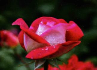 फूल मोहिनी मंत्र : फुल सुंघाकर करे लड़की का तीव्र वशीकरण फूल मोहिनी मंत्र