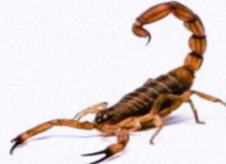 बिच्छू काटने का मंत्र : बिच्छु का विष उतारने का मंत्र बिच्छू काटने